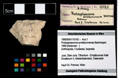 Foto (Objekt + Etikett) von Protosphaeroma ernstbrunnense (Bachmayer, 1949)  (NHMW-GEO-1990-0041-10193)